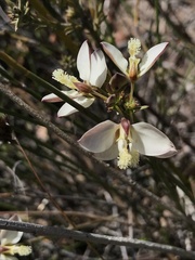 Polygala microlopha
