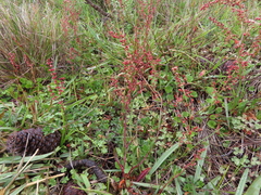Rumex acetosella