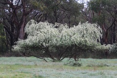 Chamaecytisus prolifer