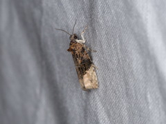 Apotomis betuletana