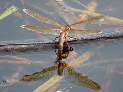 Aeshna grandis