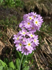 Primula algida