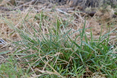 Eragrostis barrelieri