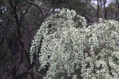 Chamaecytisus prolifer