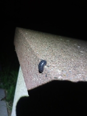 Armadillidium