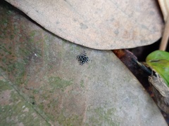Nannenus syrphus