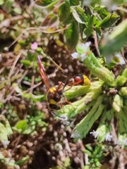 Delta unguiculatum