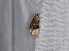 Apotomis betuletana