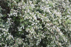 Chamaecytisus prolifer