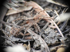 Alopecosa albofasciata