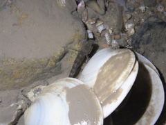 Tridentiger trigonocephalus