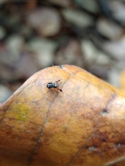 Harmochirus brachiatus