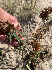 Trifolium lupinaster