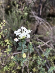 Pimelea humilis