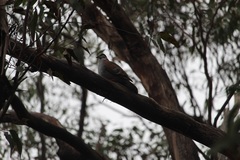 Phaps elegans