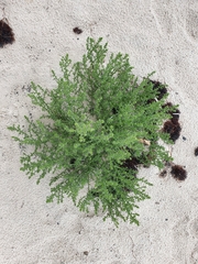 Salsola kali