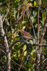 Emberiza schoeniclus