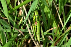 Euthystira brachyptera