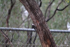 Cormobates leucophaea