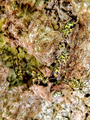 Ropalidia flavopicta