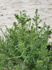Salsola kali