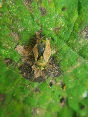 Pantilius tunicatus