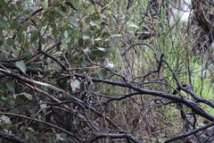 Malurus cyaneus