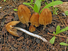 Coprinellus saccharinus
