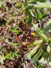 Delta unguiculatum