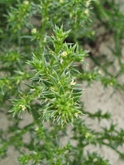 Salsola kali