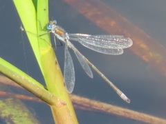 Lestes sponsa