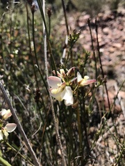 Polygala microlopha