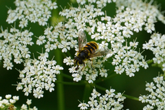 Myathropa florea