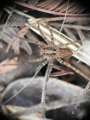 Alopecosa albofasciata