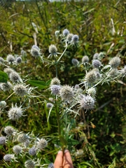 Eryngium aquaticum