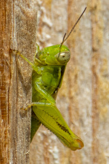 Melanoplini