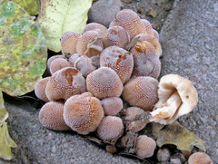 Coprinellus saccharinus