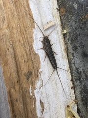 Ctenolepisma lineatum
