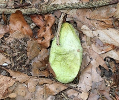 Antheraea yamamai
