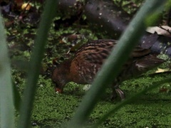 Rallus aquaticus