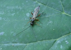 Odontocolon dentipes