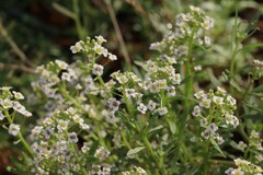 Lobularia maritima
