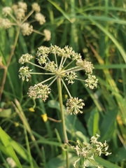Cicuta virosa