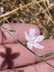 Stephanomeria virgata