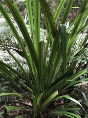 Helmholtzia glaberrima