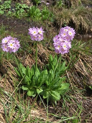 Primula algida