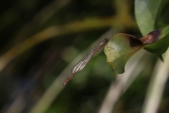 Xanthocnemis zealandica