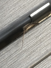 Ctenolepisma lineatum
