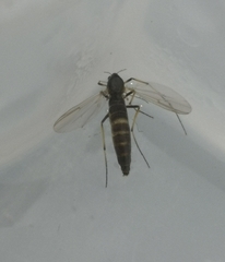 Chironomoidea