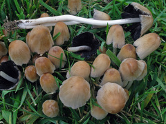 Coprinellus saccharinus
